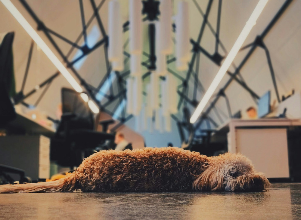 A dog is sleeping at an empty office